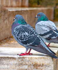 Two Pigeons Resting on Marble: A City Bird Close-Up