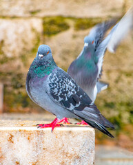 City Pigeons: A Close-Up Look at Urban Avian Life