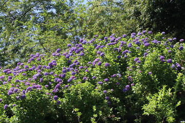 服部農園あじさい屋敷（千葉県茂原市）。約18,000㎡の山の斜面に250品種・10,000株以上の色とりどりの紫陽花が咲き乱れる。