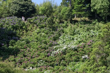 服部農園あじさい屋敷（千葉県茂原市）。約18,000㎡の山の斜面に250品種・10,000株以上の色とりどりの紫陽花が咲き乱れる。山の斜面に咲く紫陽花。