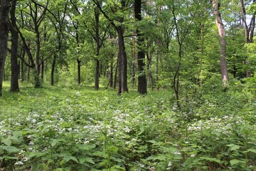 green trees in the forest, beautiful view of the summer forest