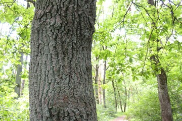 green trees in the forest, nature
