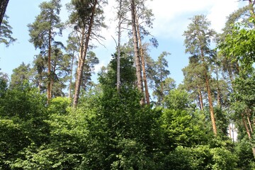 Fototapeta premium pine tree in the forest, beautiful green trees and blue sky