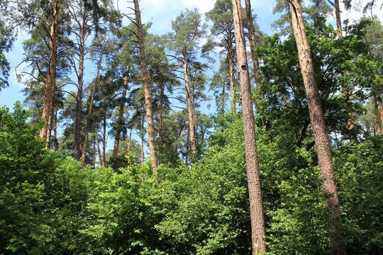 green trees in the forest, beautiful view of the summer forest