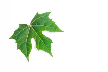 small papaya leaf isolated on white background