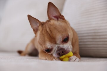 Cute chihuahua dog chewing toy on sofa, closeup