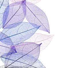 Beautiful skeletonized leaves isolated on white, top view