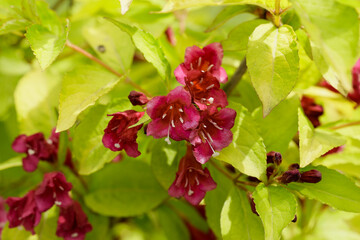 Beautiful blooming Weigela with Red bell-shaped flowers in the garden spring