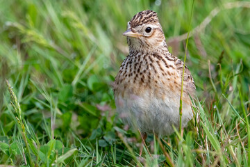 Skylark in grassland on sunny spring morning
