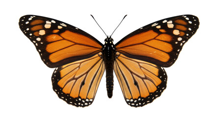 Isolated Orange Butterfly