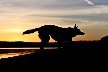 Dog running through the sunrise at the lake