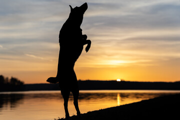 A dog at the lake jumps in the air at sunset - Dog Silhouette