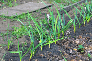 Fresh green garlic sprouts growing in a garden bed