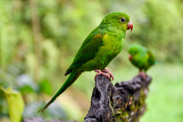 Plain Parakeet (Brotogeris tirica)