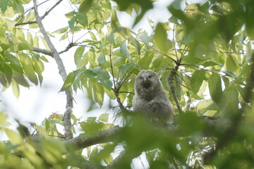 あくびをするエゾフクロウの幼鳥
