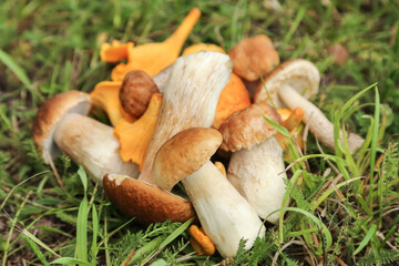 Bunch of different mushrooms harvest close up on grass in forest. Harvesting edible wild boletus porcini chanterelle mushroom in nature