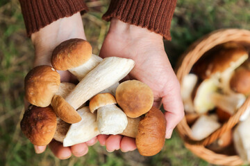 Edible mushrooms in mushroom picker hand close up, macro in sunlight. Mushroomer with wild forest porcini boletus mushroom harvest in hands, top view
