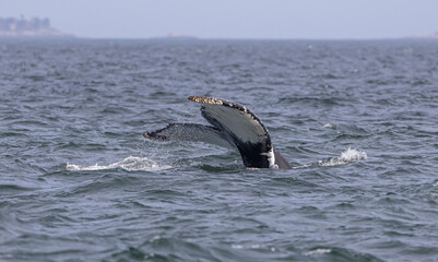 humpback whale tail