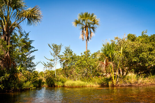 palm trees on the swamp
