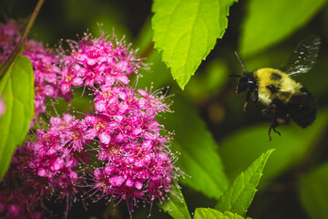 Close-up of a bumblebee in mid-flight approaching vibrant pink Spirea flowers, surrounded by lush green foliage in a garden setting