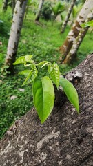 Fresh green leaves growing on a tree trunk