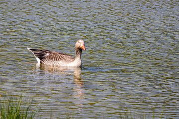 Graugans am Zielfinger Vogelsee bei Krauchenwies