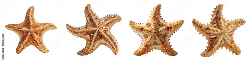 Poster four unique starfish displaying natural patterns and textures