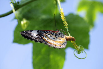 Colorful butterfly perched on green vine under clear blue sky