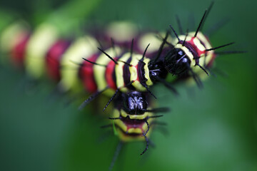 Colorful Caterpillars with Striking Yellow and Black Patterns on Leaf