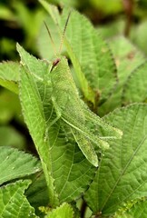 Green Cricket on Camouflaged Leaves