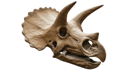 Isolated Triceratops Skull
