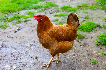 A domestic chicken of reddish-brown coloring stands on a dirt path near green grass, creating a typical rural scene. Its vibrant plumage and natural environment perfectly convey the atmosphere of a fa