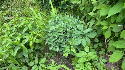 Healthy green plants thriving in summer garden  
