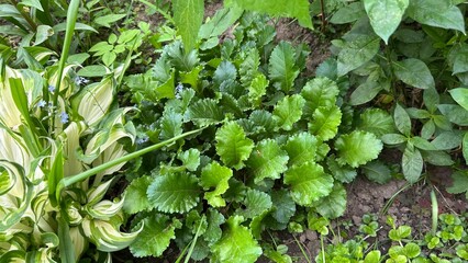 Fototapeta premium Lush green plants with various leaves in a summer garden 
