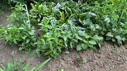 Lush garden with green foliage and blooming flowers in summer  