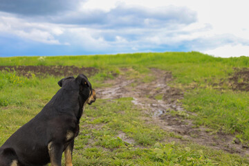 A black dog sits on green grass, looking at a blurred field road and a wide sky with clouds. It...