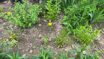 Green garden with various plants and a single yellow flower in summer  