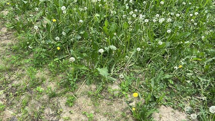 Dandelion flowers blooming in summer field with green grass  