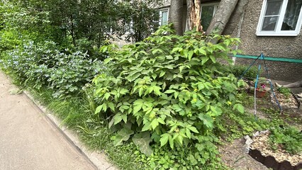 Lush green plants growing alongside a pathway in summer  