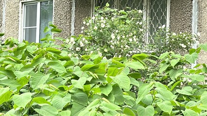 Fototapeta premium Green leaves and blooming flowers in summer garden by window 