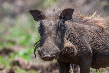 South Africa, Kruger National Park, Warthog (Phacochoerus africanus)