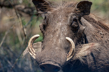 South Africa, Kruger National Park, Warthog (Phacochoerus africanus)