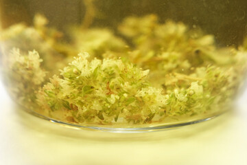 Herbal thyme tea in a glass jar, shallow depth of field.