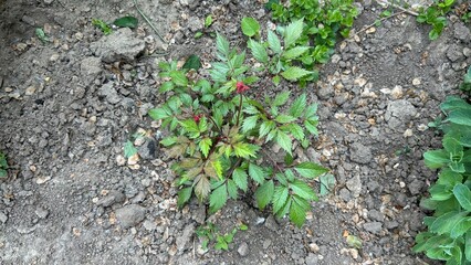 Small green plant growing in garden soil during summer  