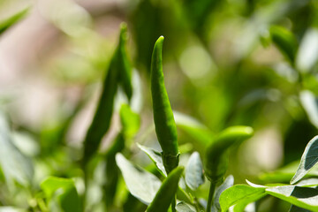 Close-up view of green chili peppers on plant