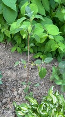 Young plant growing in soil surrounded by green foliage in summer  