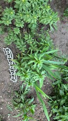 Green plants growing in a garden with decorative edging in summer  