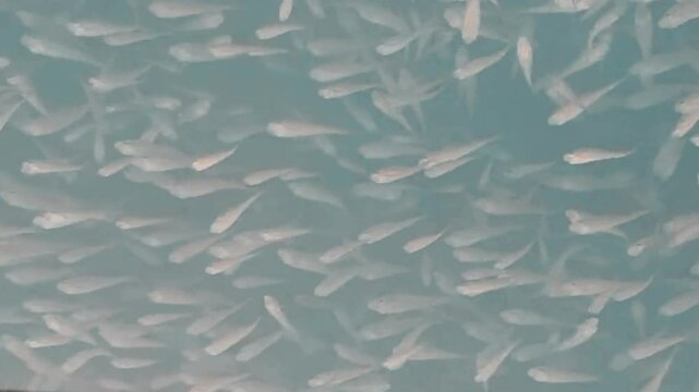 Small baby fishes in the water
