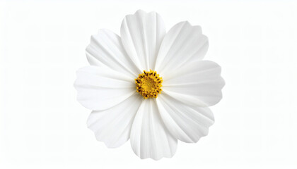 Obraz premium White cosmos flower isolated for elegant botanical design, minimalist floral decoration, and high-resolution nature photography visuals