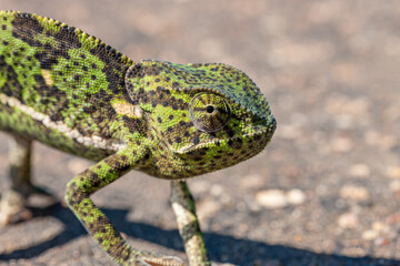 Obraz premium South Africa, Kruger National Park, Chameleon (Chamaeleo Chamaeleon)